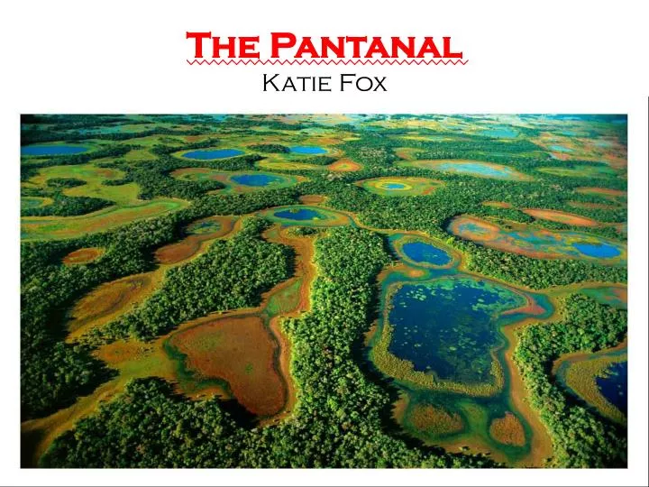 the pantanal katie fox