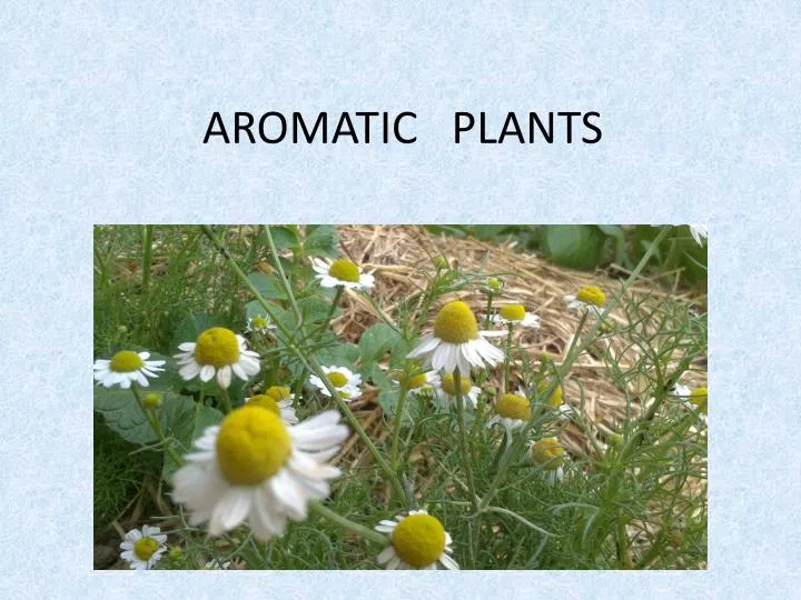 aromatic plants