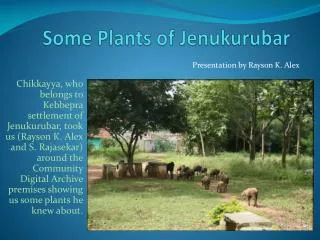 Some Plants of Jenukurubar