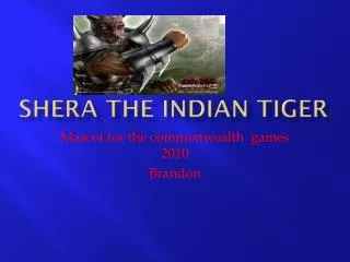 Shera the Indian tiger