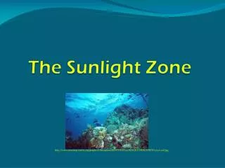 The Sunlight Zone