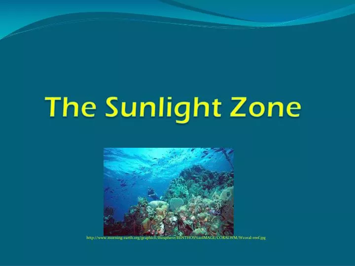 the sunlight zone