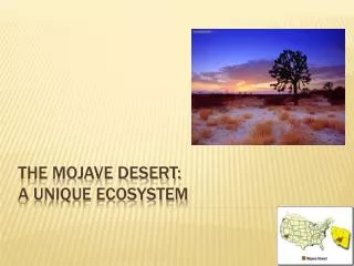 The Mojave Desert: A Unique Ecosystem