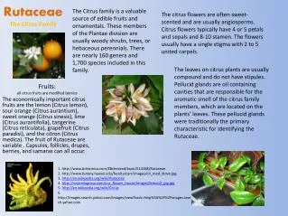 Rutaceae The Citrus Family