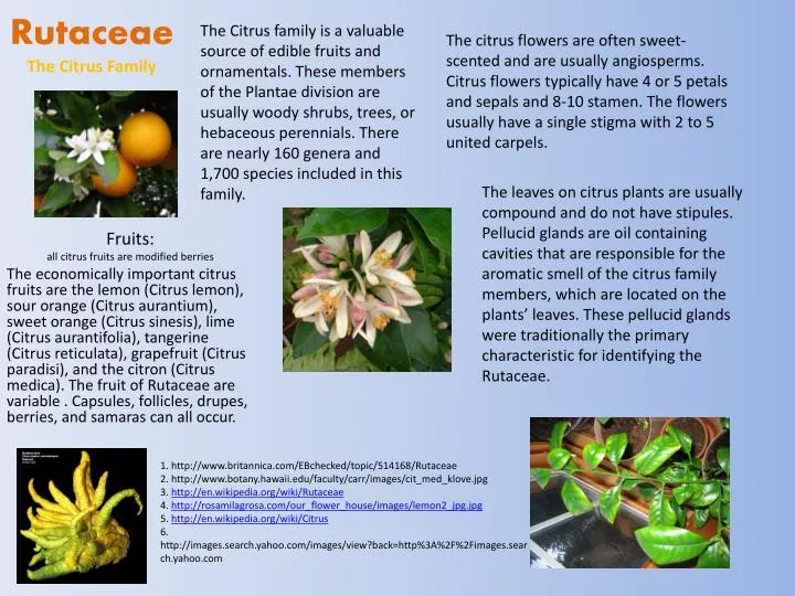 rutaceae the citrus family