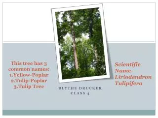 This tree has 3 common names: 1.Yellow-Poplar 2.Tulip-Poplar 3.Tulip Tree