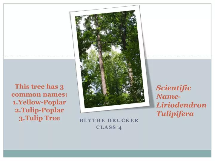 this tree has 3 common names 1 yellow poplar 2 tulip poplar 3 tulip tree
