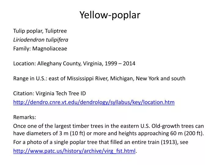 yellow poplar