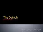 The Ostrich - slide 1