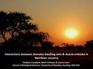 Interactions between domatia-dwelling ants &amp; Acacia erioloba in Namibian savanna