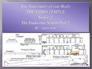 The Sanctuary of our Body THE THIRD TEMPLE Series 2 The Endocrine System Part 2