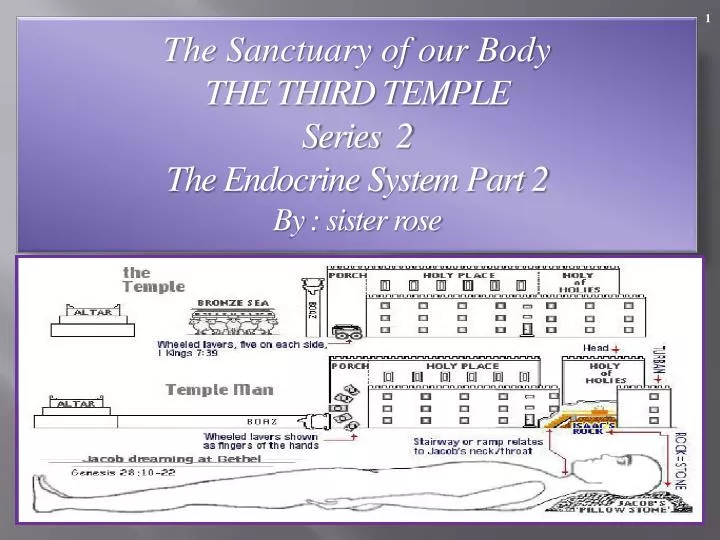 the sanctuary of our body the third temple series 2 the endocrine system part 2 by sister rose