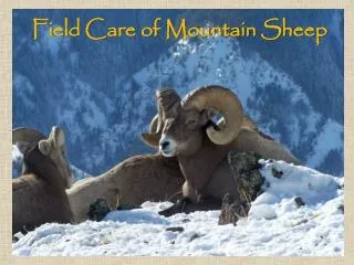 Field Care of Mountain Sheep