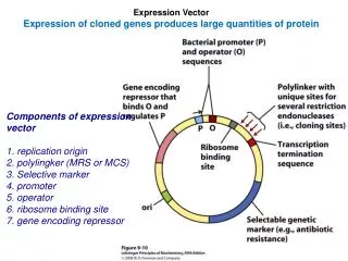 Expression Vector Expression of cloned genes produces large quantities of protein