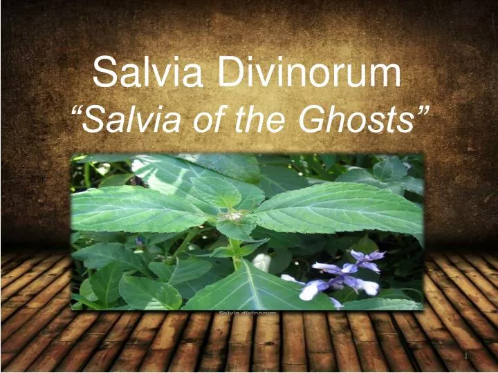 salvia divinorum salvia of the ghosts