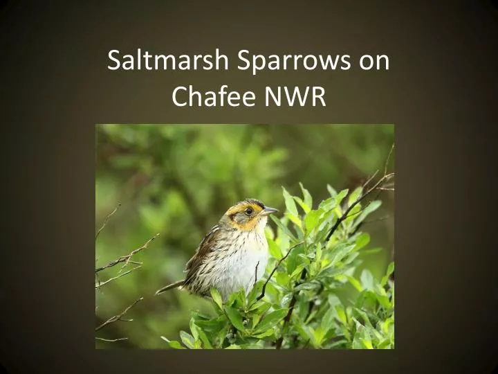 saltmarsh sparrows on chafee nwr