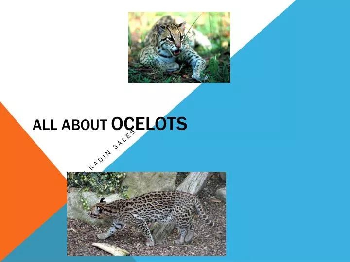 all about ocelots