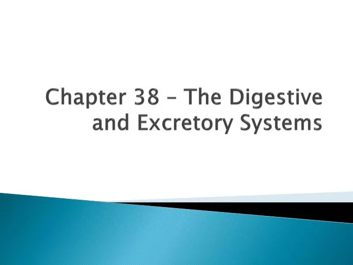 chapter 38 the digestive and excretory systems