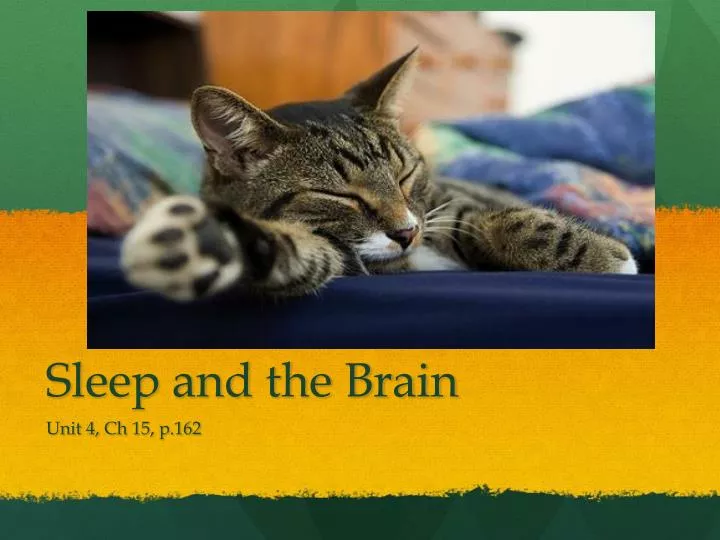 sleep and the brain