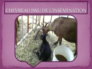 chevreau issu de l ins mination