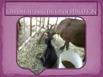 CHEVREAU ISSU DE L’INSÉMINATION - slide 1