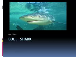 B ull Shark