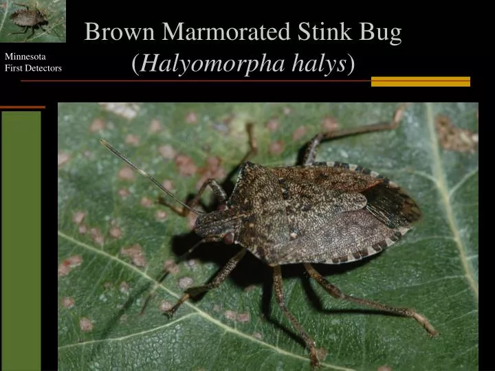 brown marmorated stink bug halyomorpha halys