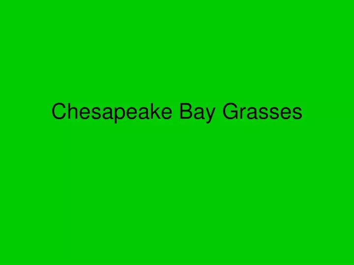 chesapeake bay grasses