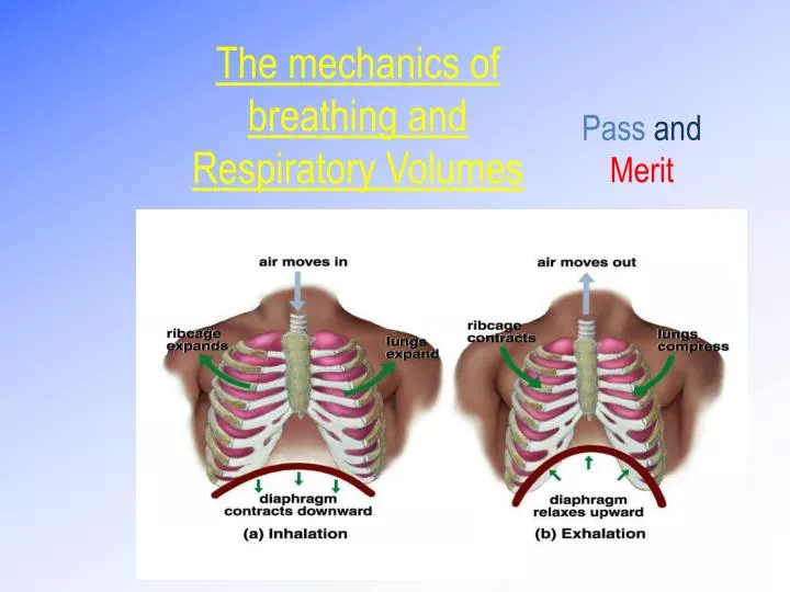 the mechanics of breathing and respiratory volumes