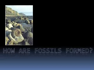 HOW ARE FOSSILS FORMED?