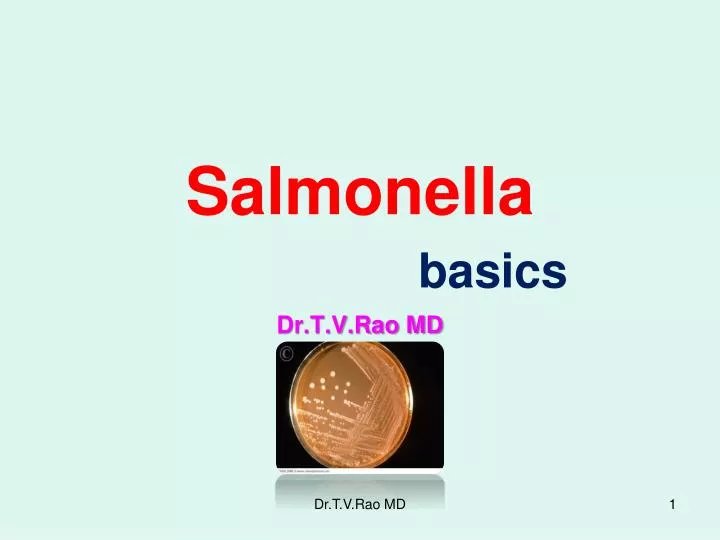 salmonella basics