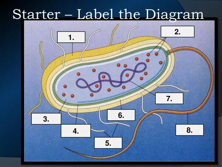 starter label the diagram