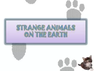 STRANGE ANIMALS ON THE EARTH