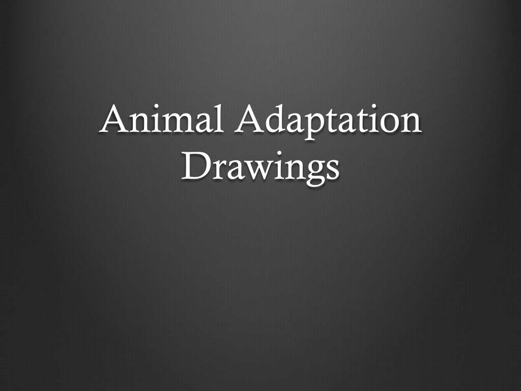 PPT - Animal Adaptation Drawings PowerPoint Presentation, free download ...
