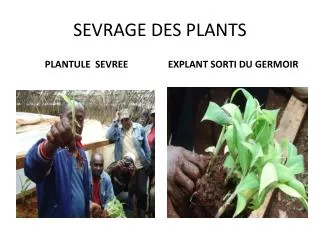 sevrage des plants
