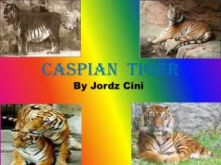 Caspian Tiger