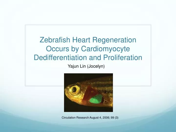 zebrafish heart regeneration occurs by cardiomyocyte dedifferentiation and proliferation