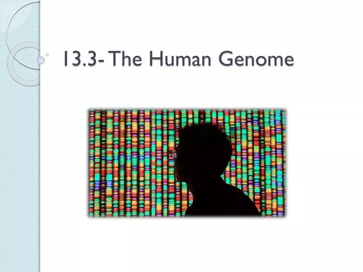 13 3 the human genome