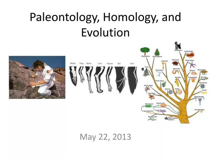 PPT - Paleontology, Homology, And Evolution PowerPoint Presentation ...