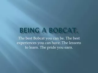 Being a bobcat.