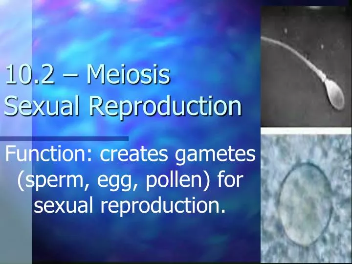 10 2 meiosis sexual reproduction
