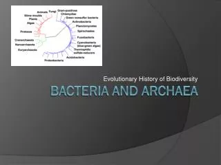 Bacteria and Archaea