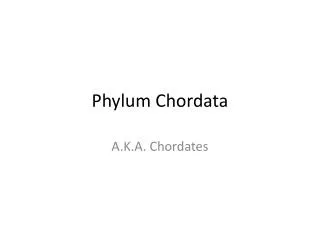 Phylum Chordata