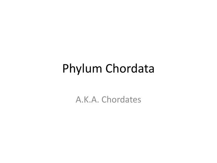 phylum chordata