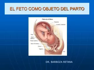 el feto como objeto del parto