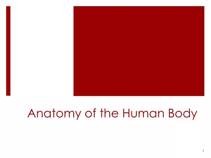 anatomy of the human body