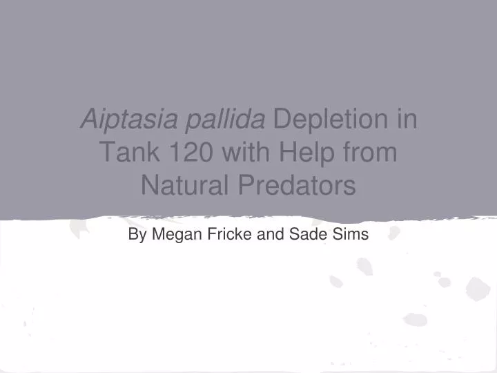 aiptasia pallida depletion in tank 120 with help from natural predators