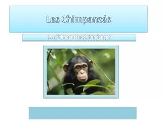 les chimpanz s