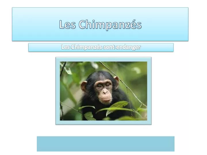 les chimpanz s