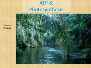ATP &amp; Photosynthesis